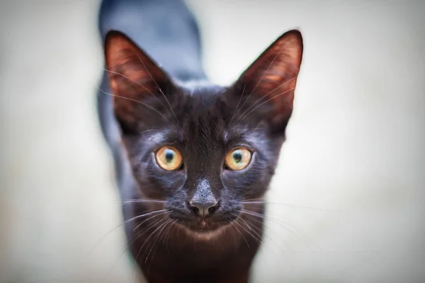 Retrato de un gato —  Fotos de Stock