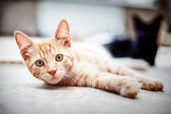 Retrato de un gato — Foto de Stock