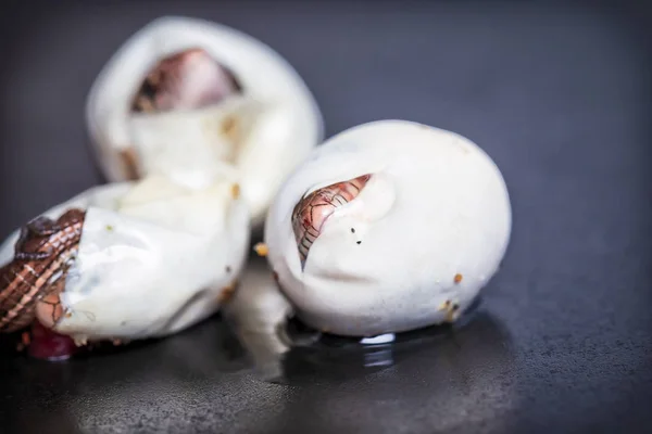 Sand lizards hatching — Stock Photo, Image