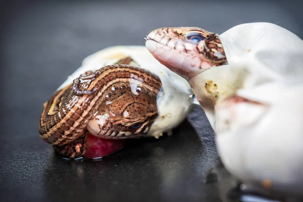 Little Sand Lizards Hatching Eggs Selective Focus — Stock Photo, Image