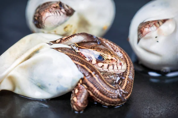 Zauneidechsen schlüpfen — Stockfoto