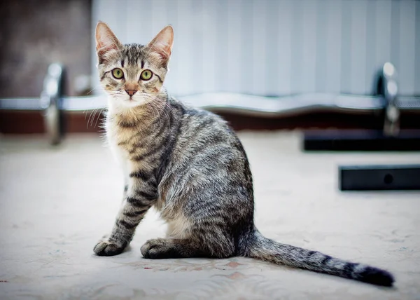 Porträt einer Katze lizenzfreie Stockfotos