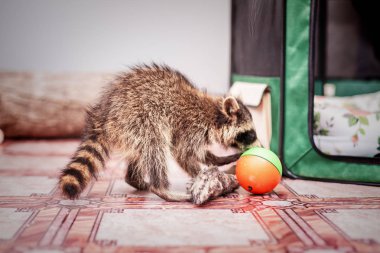 küçük oynak racoon portresi