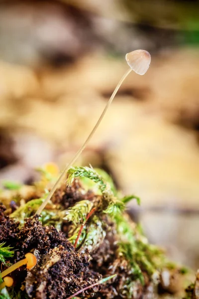 Petit champignon Mycena filopes — Photo