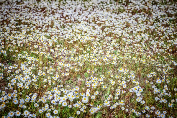 Weide met camomiles — Stockfoto