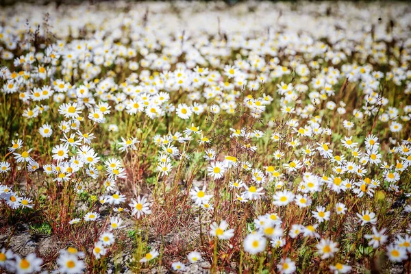 Meadow with camomiles — Stock Photo, Image