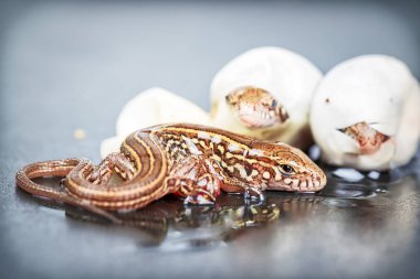 Kuluçkalık kum kertenkele