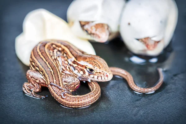 Kuluçkalık kum kertenkele