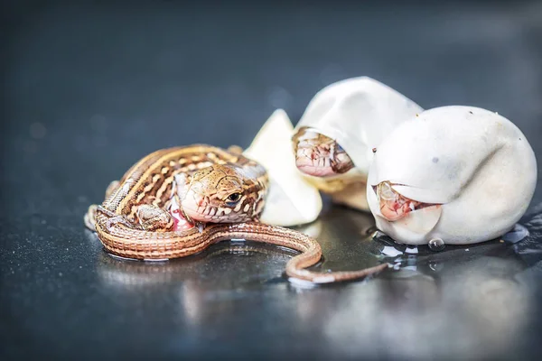 Sand lizards hatching — Stock Photo, Image