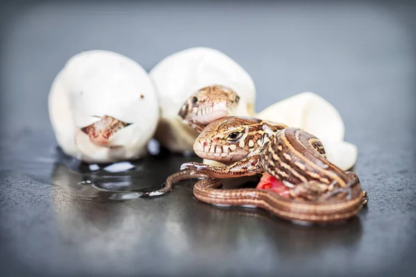 Zauneidechsen schlüpfen — Stockfoto