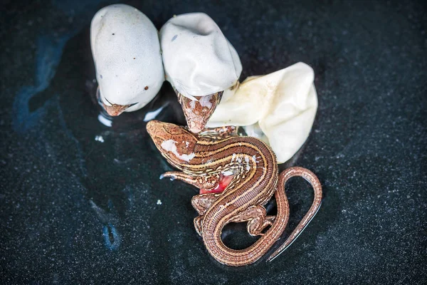 孵化砂トカゲ — ストック写真