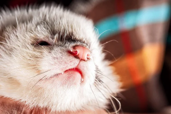 Muka musang kecil yang lucu — Stok Foto