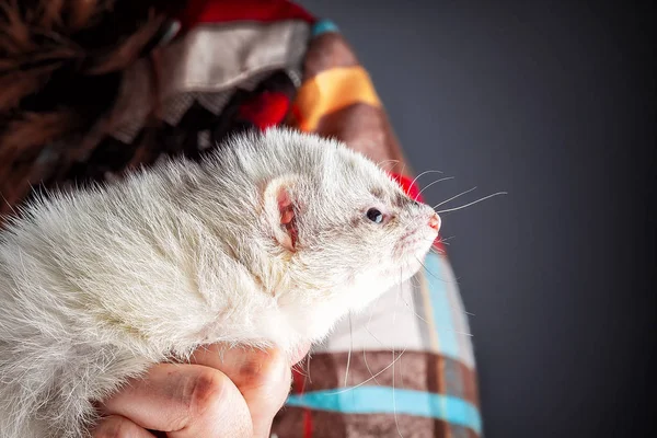 Pequeño hurón lindo Imágenes de stock libres de derechos