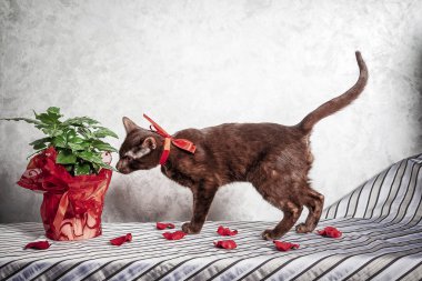 Kahverengi Havana Siyam kedisi