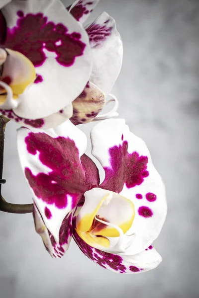 Flor de orquídea blanca y púrpura — Foto de Stock