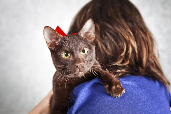 Havana brown cat on woman shoulder — Stock Photo, Image