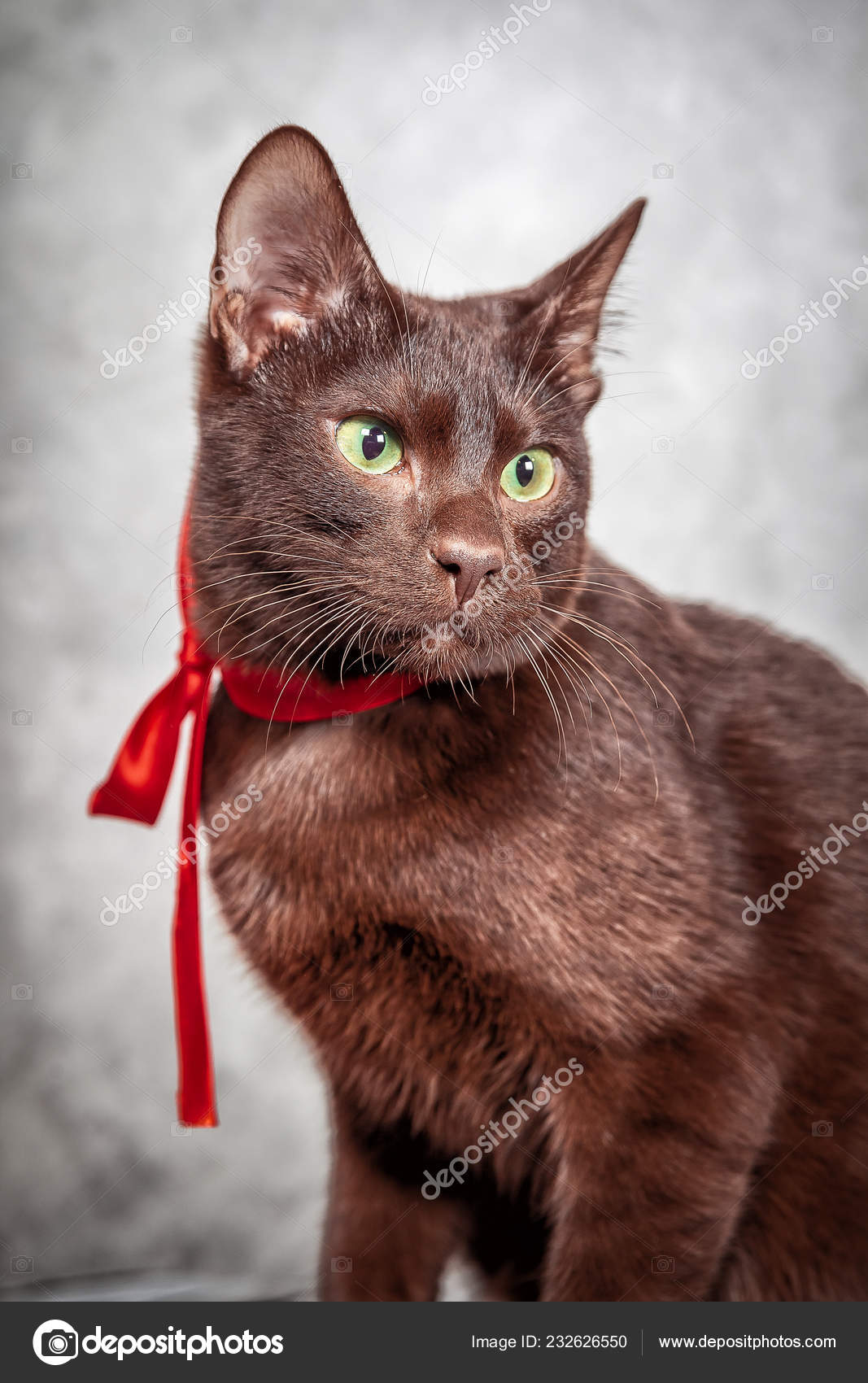 Brown Havana Siamese Cat Stock Photo Image By C Bozhdb Brown Havana Siamese Cat Stock Photo Image By C Bozhdb
