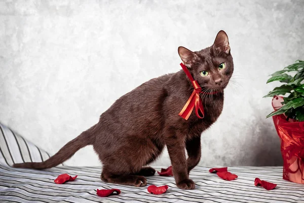 하바나 브라운 샴 고양이 스톡 이미지