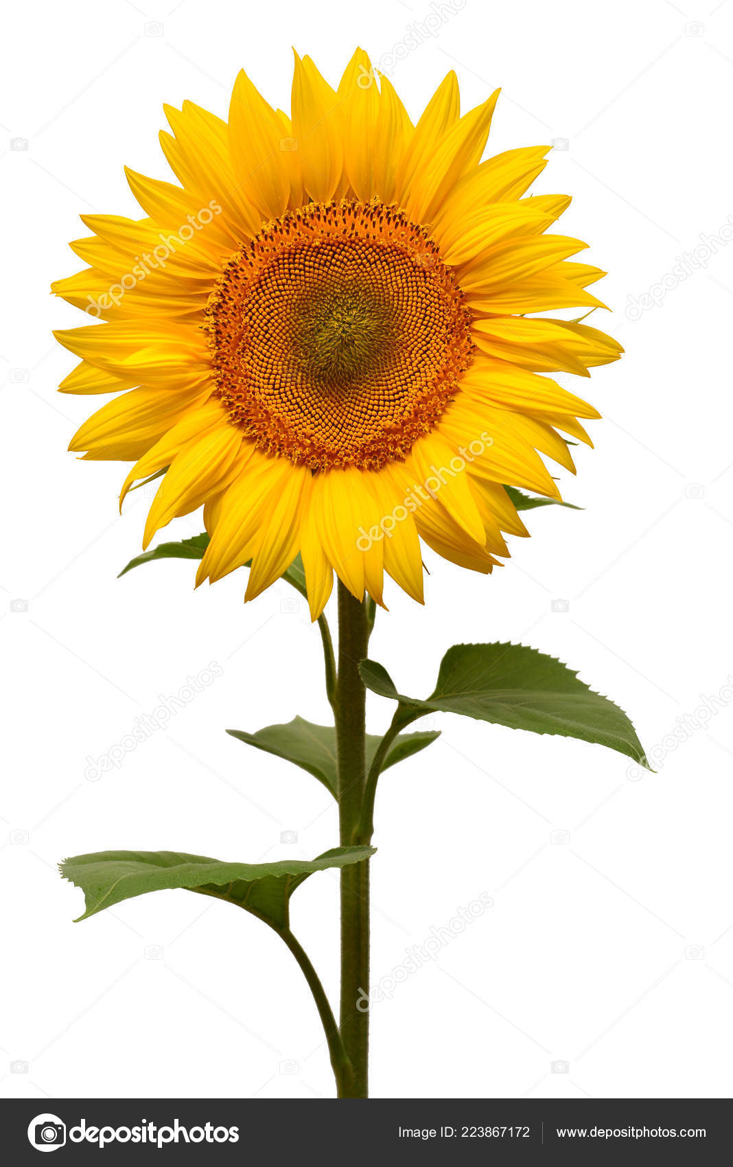 Flower Sunflower Isolated White Background Seeds Oil Flat Lay Top Stock