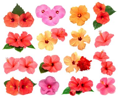 Renkli hibiscus çiçek ile topluluğu izole üzerinde beyaz arka plan bırakır. Düz yatıyordu, en iyi görünüm. Yaratıcı kartı.