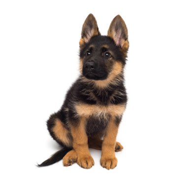 Güzel bir yavru Alman kurdu, beyaz bir arka plan üzerinde izole olduğunu. Kahverengi ve siyah renk close-up tüylü köpek