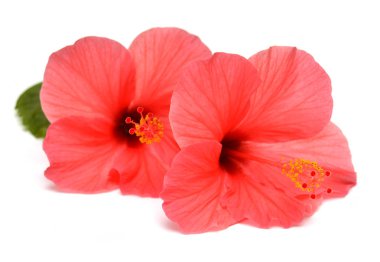 Beyaz arka plan üzerinde izole yaprağını ile pembe hibiscus çiçek. Düz yatıyordu, en iyi görünümü