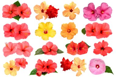 Collection of colored hibiscus flowers with leaves isolated on white background. Flat lay, top view. Creative card. clipart