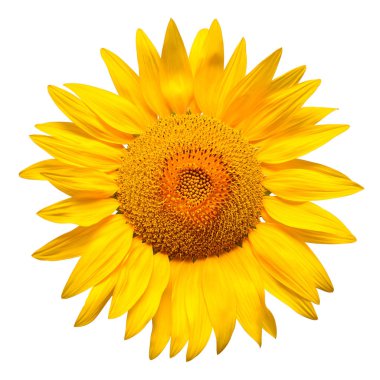 Ayçiçeği baş beyaz arka plan üzerinde izole makro çiçek. Tohum ve yağ. Düz yatıyordu, en iyi görünümü