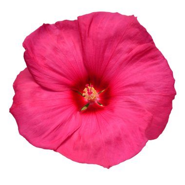 Beyaz arka plan üzerinde izole pembe hibiscus çiçek. Düz yatıyordu, en iyi görünüm. Makro, nesne