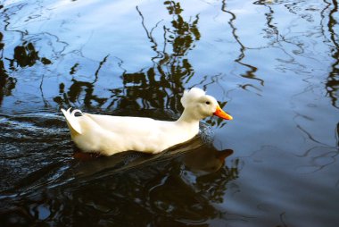 Yaban ördeği tepeli yüzmek covey nehirdir