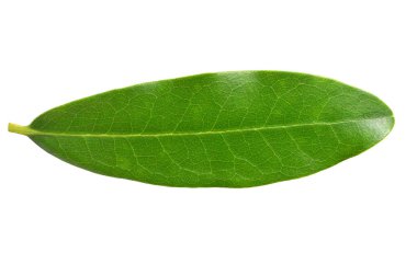 Yaprak muz beyaz bir arka plana dayanır. Düz yatıyordu, en iyi görünümü