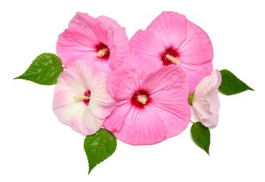 Beyaz arka plan üzerinde izole yaprağını ile pembe hibiscus çiçek. Düz yatıyordu, en iyi görünümü