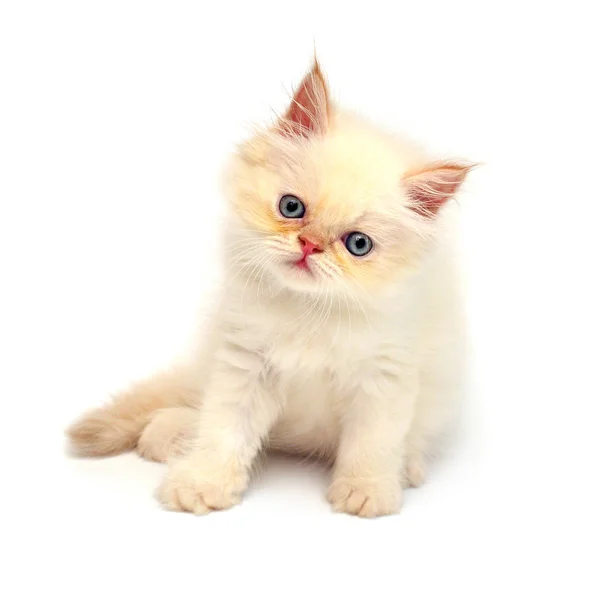 Grädde Vackra Lekfull Kattunge Tassar Isolerade Vit Bakgrund Persisk Katt — Stockfoto