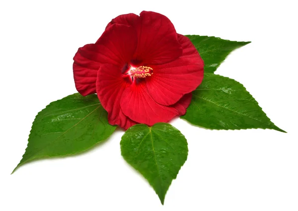 红色芙蓉花与叶子查出在白色背景 平面布局 顶部视图 — 图库照片