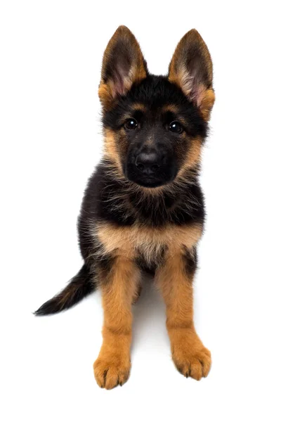 Beautiful Puppy German Shepherd Isolated White Background Fluffy Dog Close — Stock Photo, Image