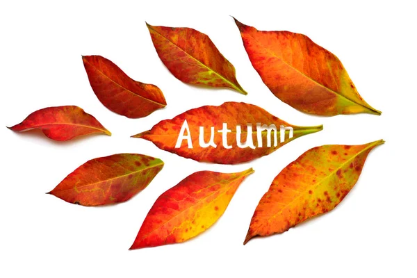 创意概念黄色和红色的叶子与题词秋天 脱落的树叶 平面布局 顶部视图 — 图库照片