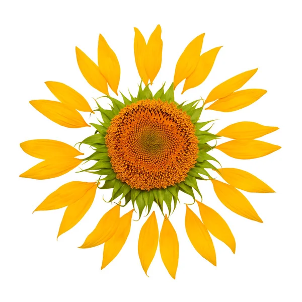 Kreativ Idé Solen Från Solros Och Kronblad Gul Blomma Och — Stockfoto