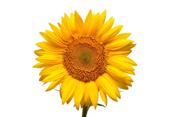 Flower Sunflower Head Isolated White Background Seeds Oil Flat Lay — Stock Photo, Image