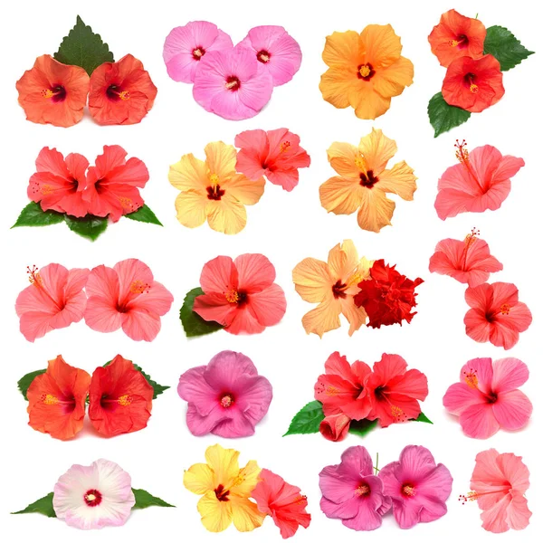 Samling Färgade Hibiskusblommor Med Lämnar Isolerade Vit Bakgrund Platt Lekmanna — Stockfoto