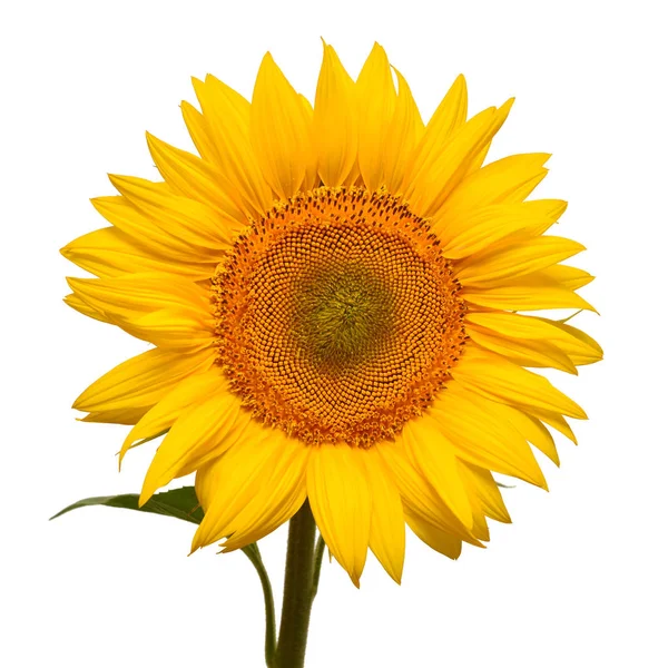 Flower Sunflower Head Isolated White Background Seeds Oil Flat Lay — Stock Photo, Image