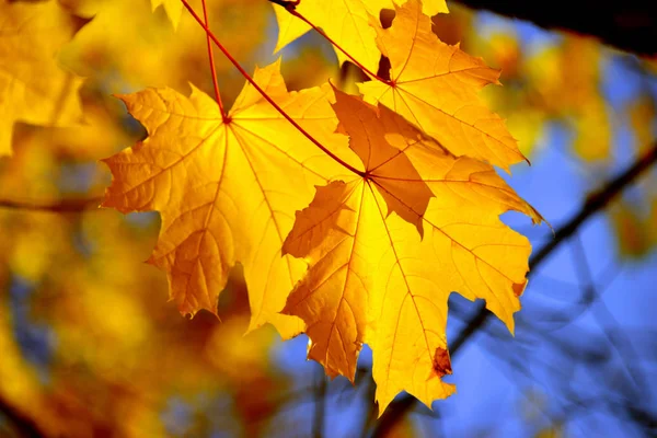 Beautiful Yellow Maple Leaves Sky Autumn Sunny Day — Stock Photo, Image