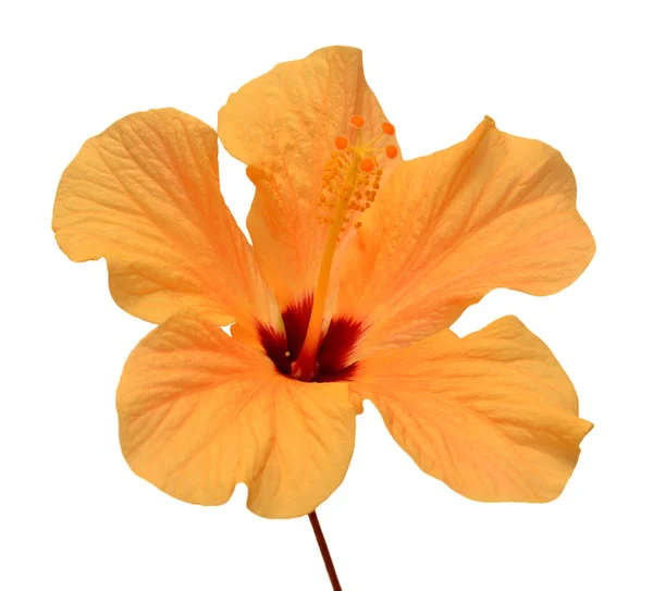 オレンジ色のハイビスカスの花は 白い背景で隔離 フラット横たわっていた トップ ビュー 中国のバラ オブジェクト — ストック写真