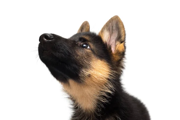 Een Prachtige Pup Duitse Herder Geïsoleerd Een Witte Achtergrond Pluizige — Stockfoto