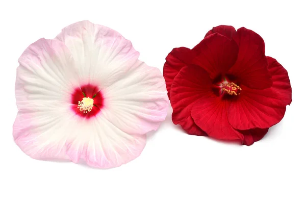 白い背景に分離された つのピンクと赤ハイビスカスの花 フラット横たわっていた トップ ビュー マクロ オブジェクト — ストック写真
