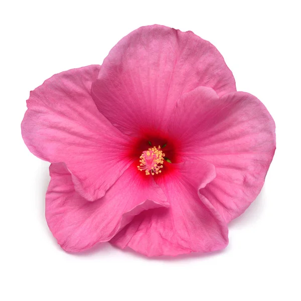 Pink Hibiscus Flower Isolated White Background Flat Lay Top View — Stock Photo, Image
