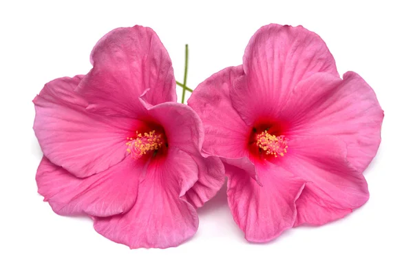 Deux Fleurs Hibiscus Roses Isolées Sur Fond Blanc Couché Plat — Photo