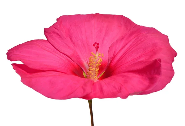 Hibiscus Różowy Kwiat Białym Tle Widok Płaski Świeckich Top Makro — Zdjęcie stockowe