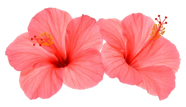 Twee Roze Hibiscus Bloemen Geïsoleerd Een Witte Achtergrond Plat Lag — Stockfoto