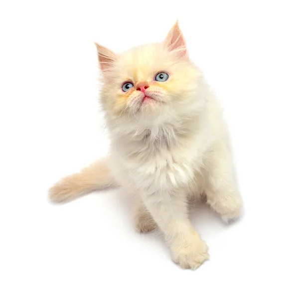 Creme Belas Patas Gatinho Brincalhão Isolado Fundo Branco Gato Persa — Fotografia de Stock