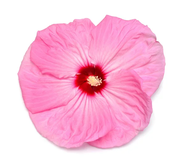 Pink Hibiscus Flower Isolated White Background Flat Lay Top View — Stock Photo, Image